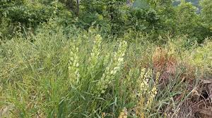 Attēlu rezultāti vaicājumam “Thlaspi arvense”