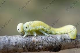 Attēlu rezultāti vaicājumam “Cimbex femoratus”