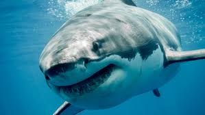 Image result for Chichester Sharks
