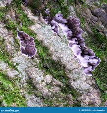 Attēlu rezultāti vaicājumam “Chondrostereum purpureum”