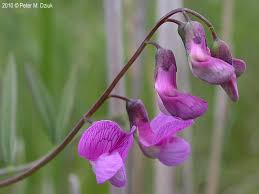 Attēlu rezultāti vaicājumam “Lathyrus palustris bud”