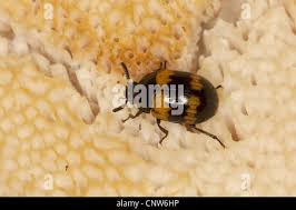 Attēlu rezultāti vaicājumam “Diaperis boleti imago”