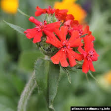 Attēlu rezultāti vaicājumam “Silene chalcedonica fruit”