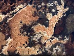 Attēlu rezultāti vaicājumam “Junghuhnia pseudozilingiana”