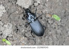 Attēlu rezultāti vaicājumam “Pterostichus sp.”