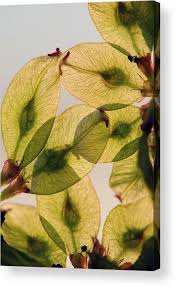 Attēlu rezultāti vaicājumam “Ulmus glabra fruit”