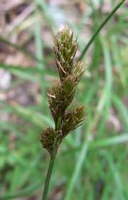 Attēlu rezultāti vaicājumam “Carex leporina”