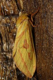 Attēlu rezultāti vaicājumam “Hepialus humuli”