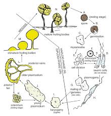 Attēlu rezultāti vaicājumam “myxomicetes”