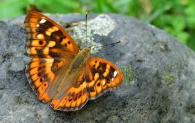 Attēlu rezultāti vaicājumam “Apatura ilia”