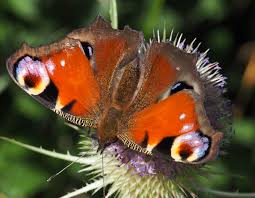 Attēlu rezultāti vaicājumam “Inachis io upperside”