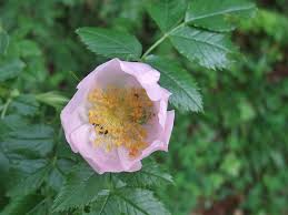 Attēlu rezultāti vaicājumam “Rosa subcanina”