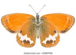 Attēlu rezultāti vaicājumam “Coenonympha arcania”