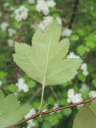 Attēlu rezultāti vaicājumam “Crataegus x macrocarpa”