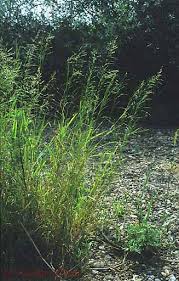 Attēlu rezultāti vaicājumam “Poa humilis”