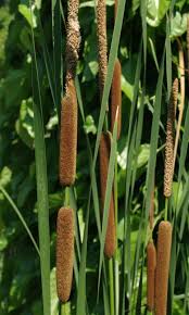 Attēlu rezultāti vaicājumam “Typha angustifolia”