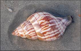 Image result for Cinctura hunteria