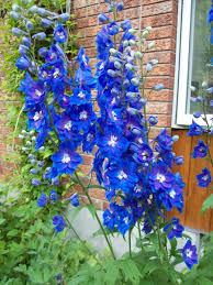 Image result for Delphinium