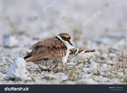 Attēlu rezultāti vaicājumam “Charadrius dubius adult”