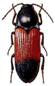 Attēlu rezultāti vaicājumam “Ampedus balteatus”