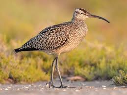 Attēlu rezultāti vaicājumam “Numenius phaeopus”