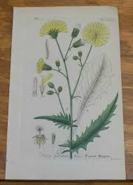 Attēlu rezultāti vaicājumam “Crepis paludosa flower”