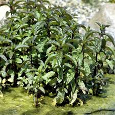 Image result for Menta x piperita