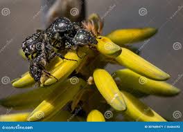 Attēlu rezultāti vaicājumam “Oxythyrea funesta imago”