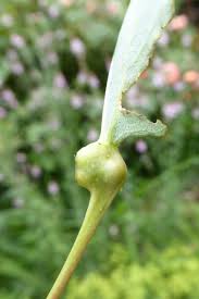 Attēlu rezultāti vaicājumam “Contarinia petioli”