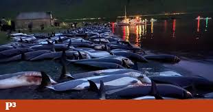 Image result for massacre golfinhos dinamarca