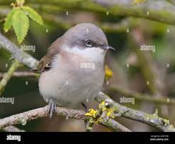 Attēlu rezultāti vaicājumam “Sylvia curruca”