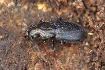Attēlu rezultāti vaicājumam “Pterostichus oblongopunctatus”