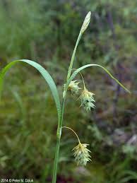 Attēlu rezultāti vaicājumam “Carex paupercula”