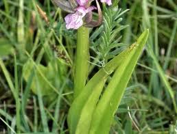 Attēlu rezultāti vaicājumam “Dactylorhiza majalis subsp. baltica”