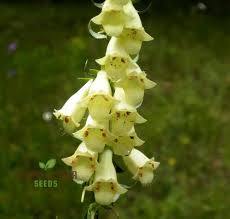 Image result for Digitalis lutea