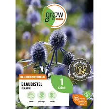 Image result for Blaudistel