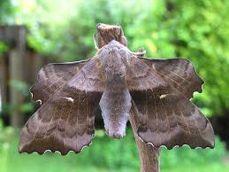 Attēlu rezultāti vaicājumam “Laothoe populi imago”