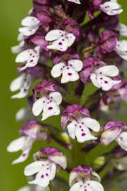 Attēlu rezultāti vaicājumam “Orchis ustulata”