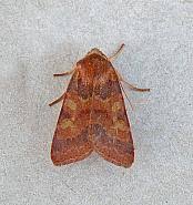 Attēlu rezultāti vaicājumam “Agrochola helvola”