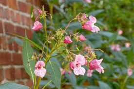 Attēlu rezultāti vaicājumam “Impatiens glandulifera flower”