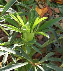 Image result for Helleborus foetidus