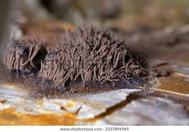 Attēlu rezultāti vaicājumam “Stemonitis fusca”