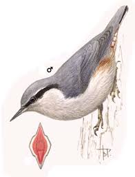 Image result for Sitta europaea