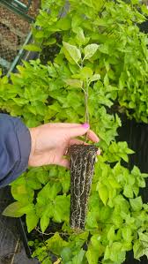 Attēlu rezultāti vaicājumam “Solanum dulcamara leaf”