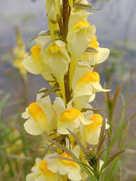 Image result for Linaria vulgaris