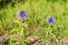 Attēlu rezultāti vaicājumam “Echinops sphaerocephalus leaf”