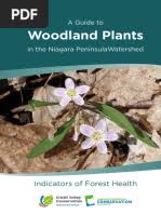 Attēlu rezultāti vaicājumam “Juncus nastanthus”