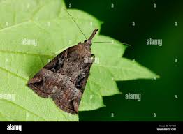 Attēlu rezultāti vaicājumam “Hypena rostralis”