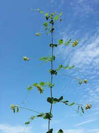 Attēlu rezultāti vaicājumam “Vicia pisiformis”