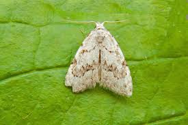 Attēlu rezultāti vaicājumam “Nola confusalis”